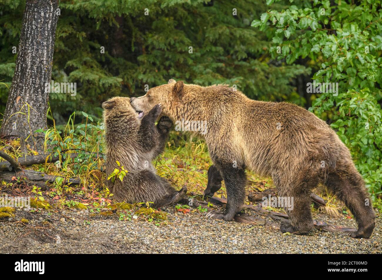 Orso grizzly (Ursus arctos)- Cuso del primo anno che interagisce giocosamente con la madre sulla riva del fiume Chilko, Chilcotin Wilderness, BC Interior, Canada Foto Stock