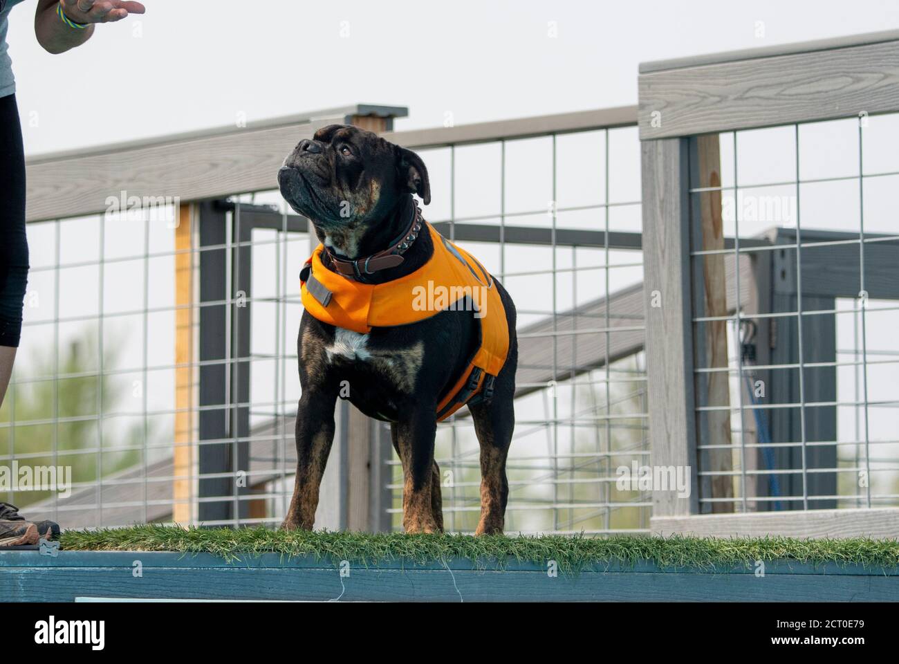 Il vecchio bulldog inglese decide di saltare fuori dal molo a. un evento sull'acqua Foto Stock