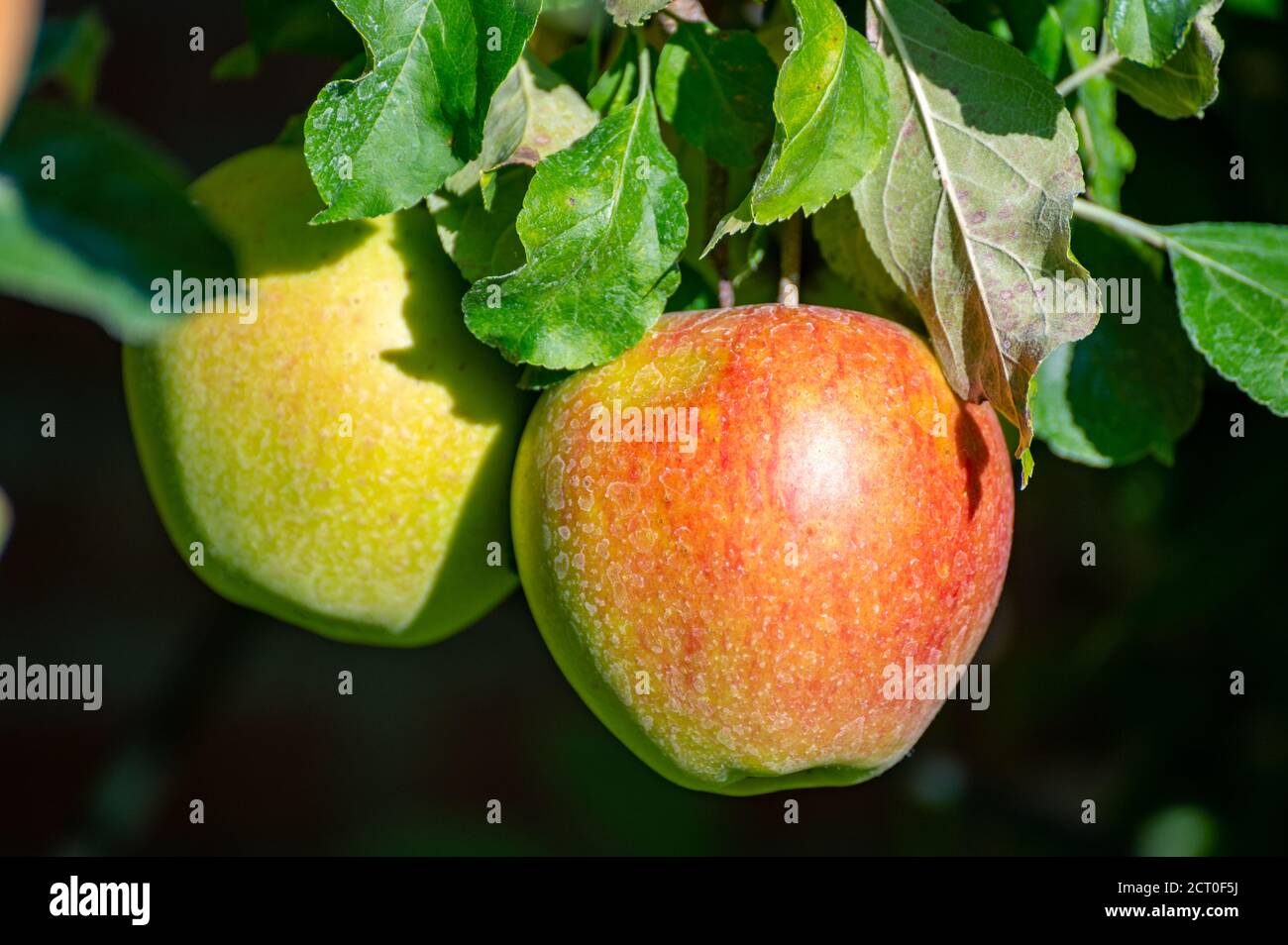 Grandi mele dolci braeburn che maturano sull'albero nel frutteto primo piano Foto Stock