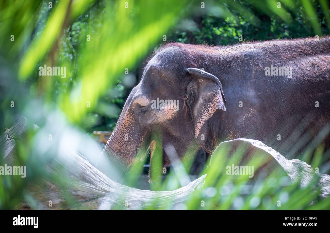 L'elefante si riposa e si nasconde dietro un albero, la foto migliore Foto Stock