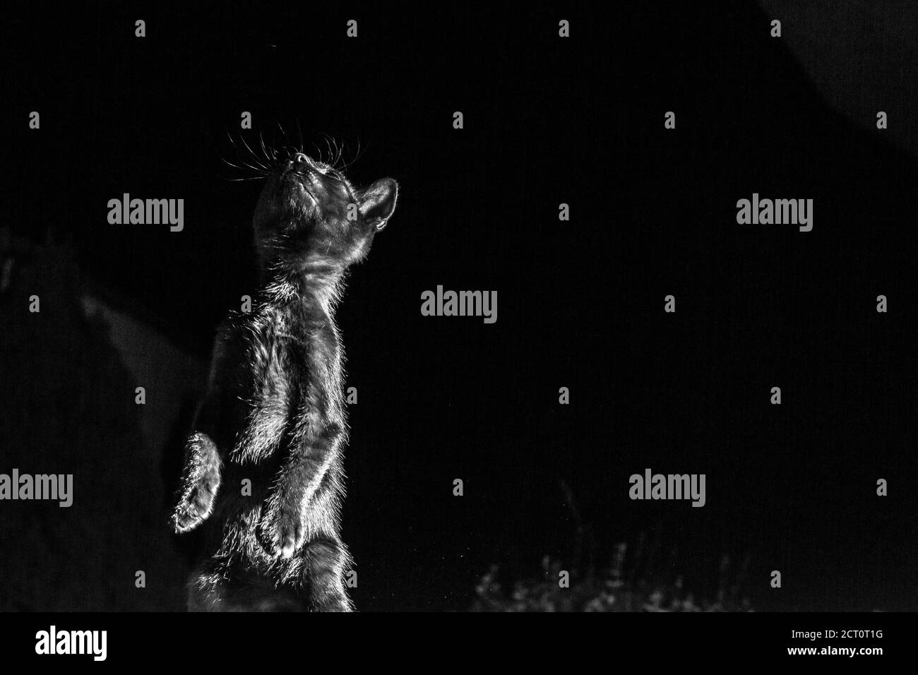 Gattino nero, animale domestico di due mesi, si leva su due pedine alla notte d'estate, fotografia chiave bassa di gioco del gatto all'esterno, fuoco selettivo basso, sfondo scuro Foto Stock