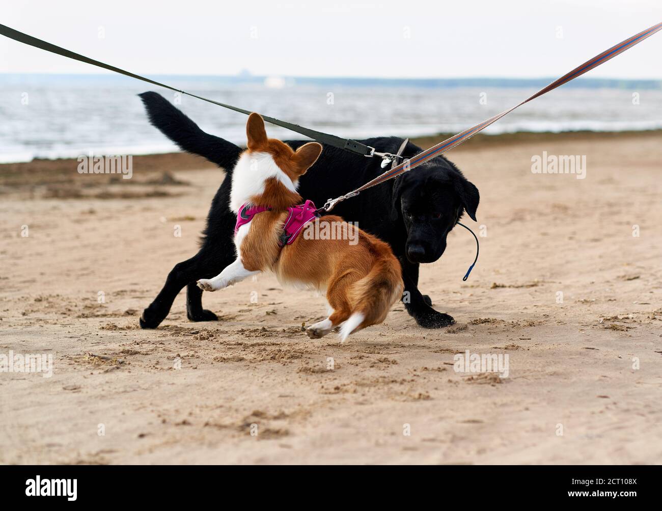 Due cani al guinzaglio si incontrarono sulla spiaggia sabbiosa e giocarono l'uno con l'altro. Animali domestici a piedi. Giornata estiva sulla costa Foto Stock