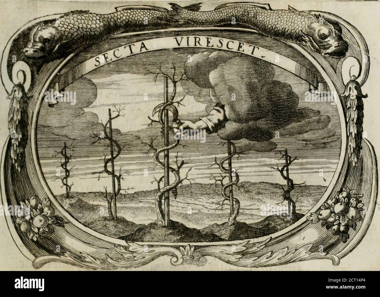 . Monumentum extremi honoris : perennis virtuis piis manibus serenissimi ac potentissimi principis Ferdinandi Mariae, utriusque Bavariae, ac superoris Palatinatus ducis ... : in Regio Electorali Templo RR. PP. Clericorum Regularium erectum ac nuncupatum . Se£ta Virefcet» 167. Stickldit me de mani iifqIII advejperam* Pfal.58. Nodofas viteS) fi fcindit falce putator, Pampineis crefcunt curva per arvacomis* Stamma FERNANDI rupit Mors invida vitap, Siceciditmoriens, Ind^ Refurget ovans. Laquevis contritus e/f:,& nosliberatijimus, Pfal.il?. V EM 1(8 E M B L E M A VLLH EMORTUALE. Palma gravipondere Foto Stock