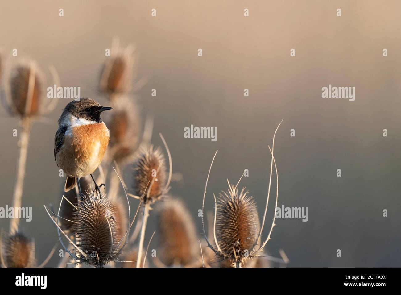 Piccolo uccello passerino, stonechat maschio Foto Stock