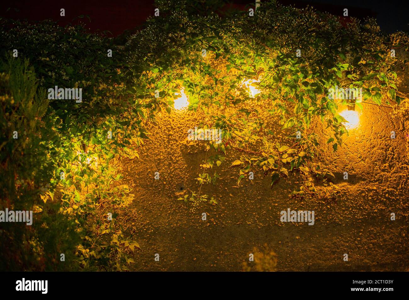 luci trendy a corda globo all'aperto appese agli alberi in giardino privato con recinzione e verde sullo sfondo. Leggero Foto Stock