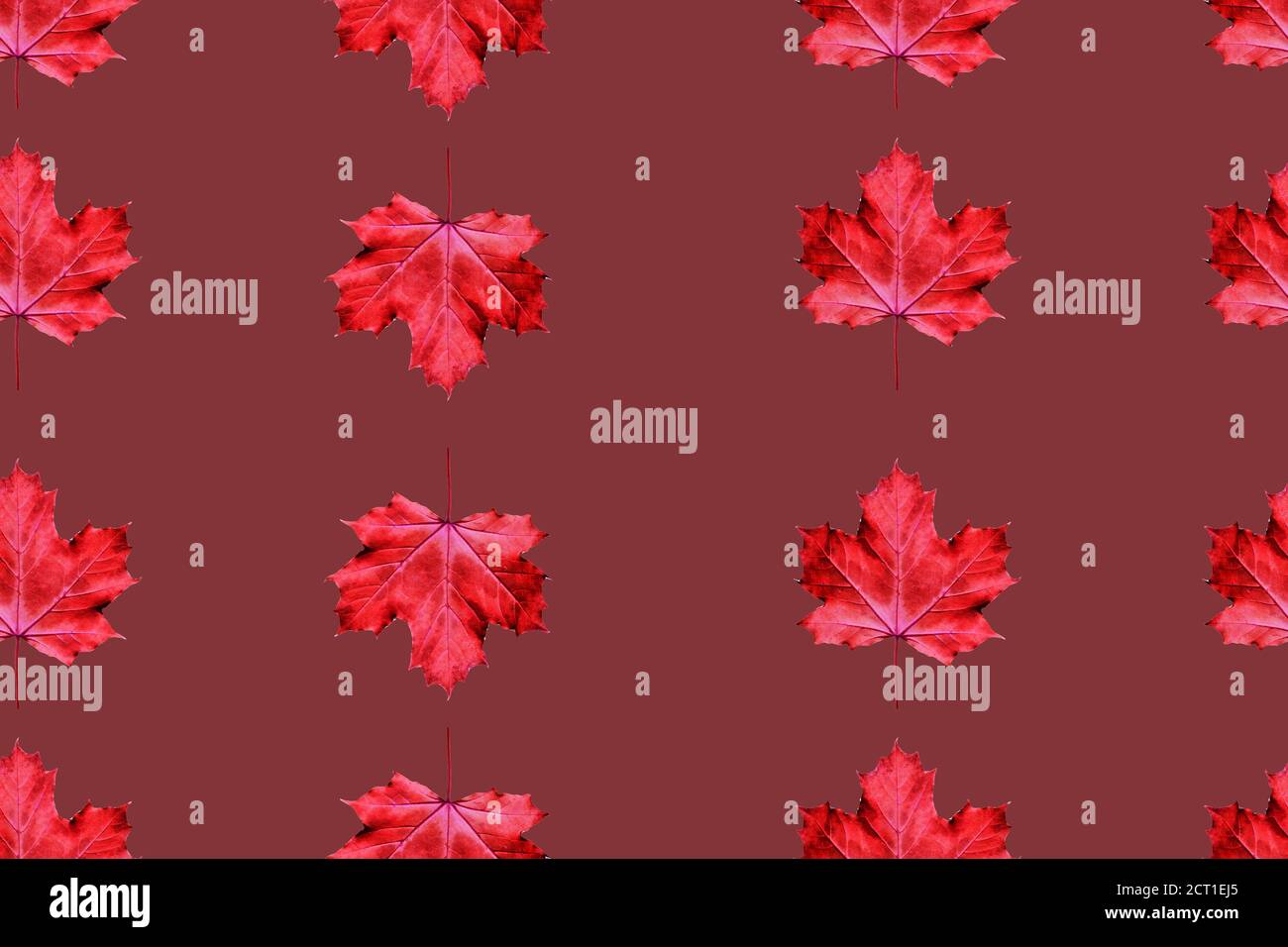 Motivo senza cuciture di foglie di acero rosso brillante, isolate su sfondo di colore mattone. Design autunnale moderno e pulito. Foto Stock