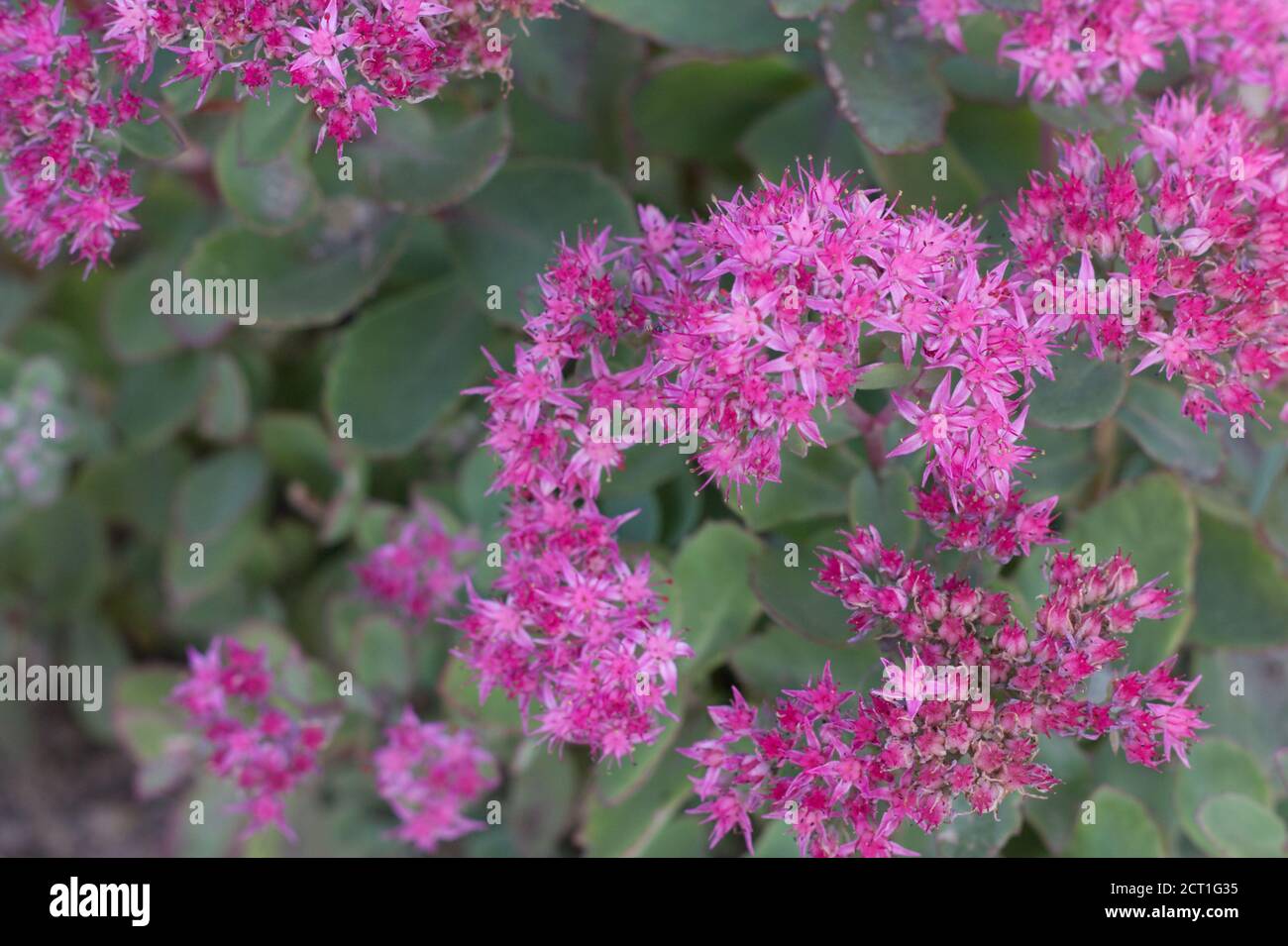 Pianta di Hylotephium spectabile o sedum in fiore, autunno Regno Unito Foto Stock