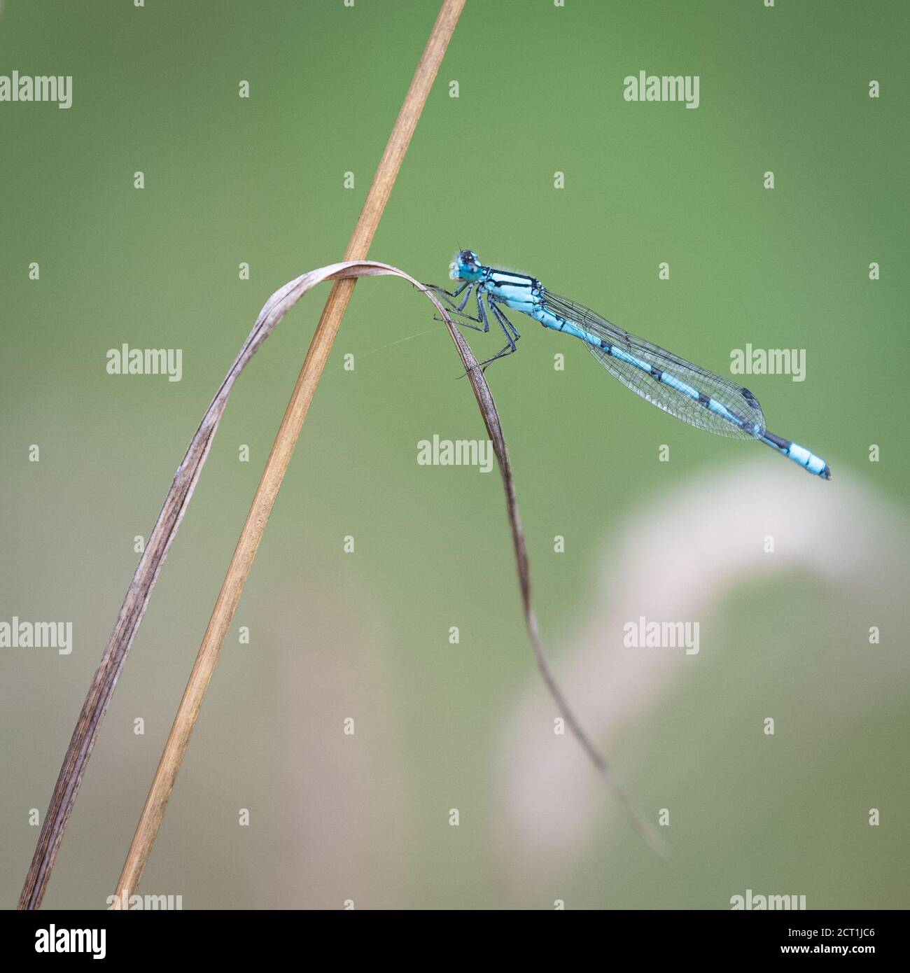 La damselfly femminile della bluetail nei Royal Botanic Gardens di Kew, Londra, Regno Unito Foto Stock