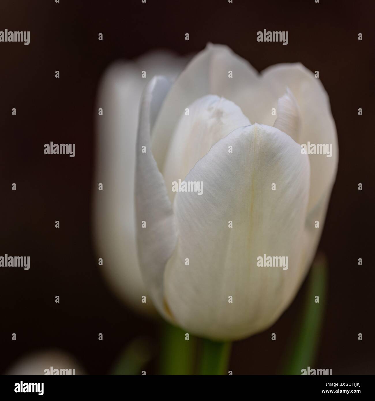 Tulipano bianco in primavera, Surrey, Regno Unito Foto Stock