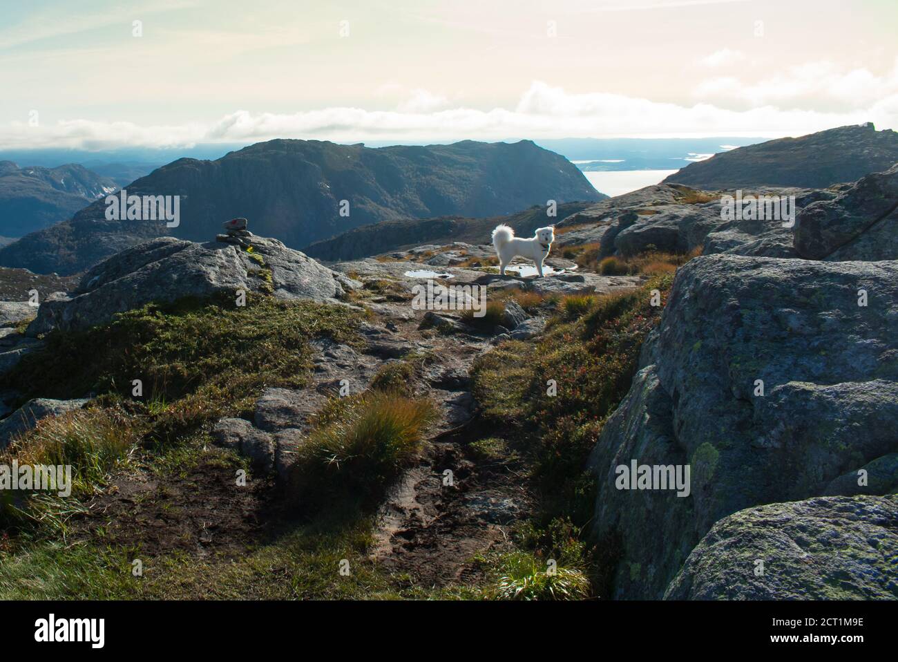 Escursioni con il cane Husky attraverso l'Europa Sentiero escursionistico vicino Stavanger Norvegia Foto Stock
