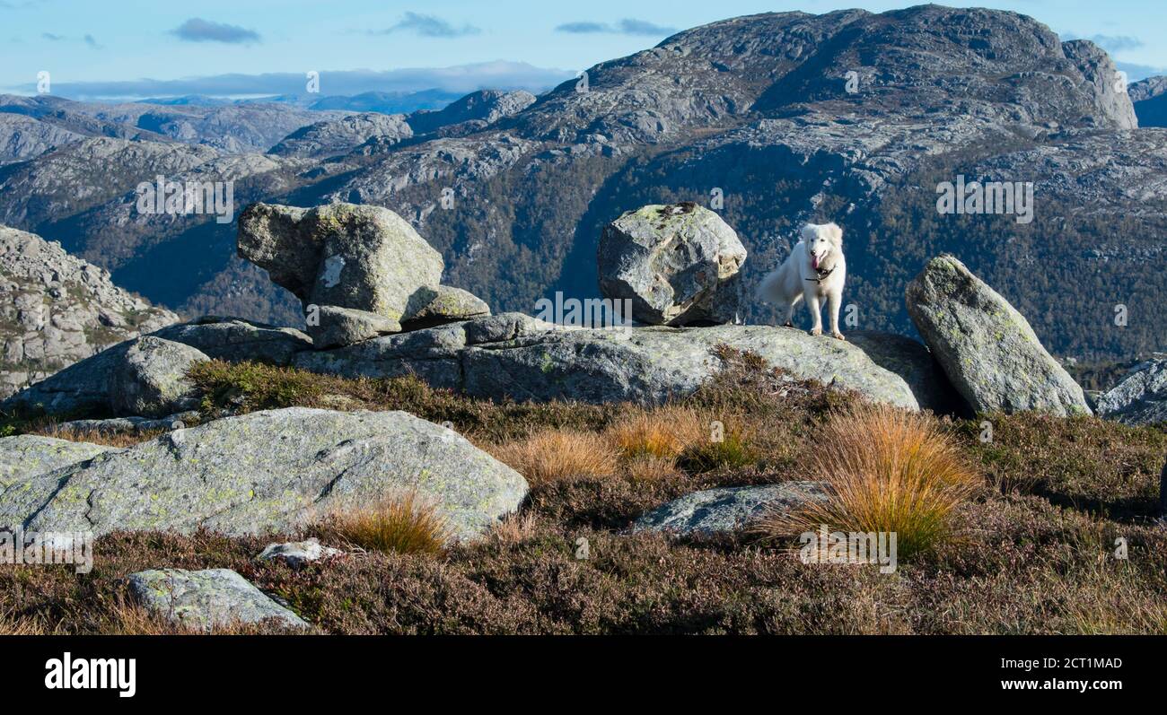 Escursioni con il cane Husky attraverso l'Europa Sentiero escursionistico vicino Stavanger Norvegia Foto Stock
