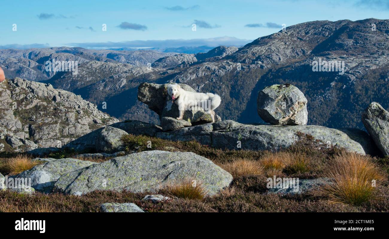 Escursioni con il cane Husky attraverso l'Europa Sentiero escursionistico vicino Stavanger Norvegia Foto Stock