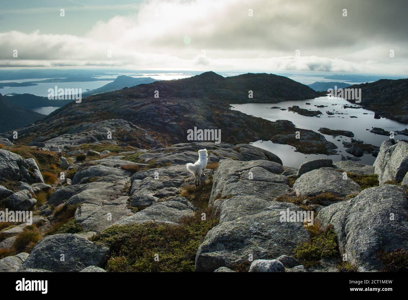 Escursioni con il cane Husky attraverso l'Europa Sentiero escursionistico vicino Stavanger Norvegia Foto Stock
