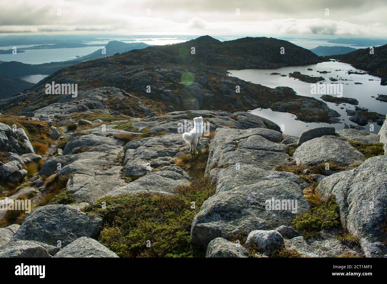 Escursioni con il cane Husky attraverso l'Europa Sentiero escursionistico vicino Stavanger Norvegia Foto Stock