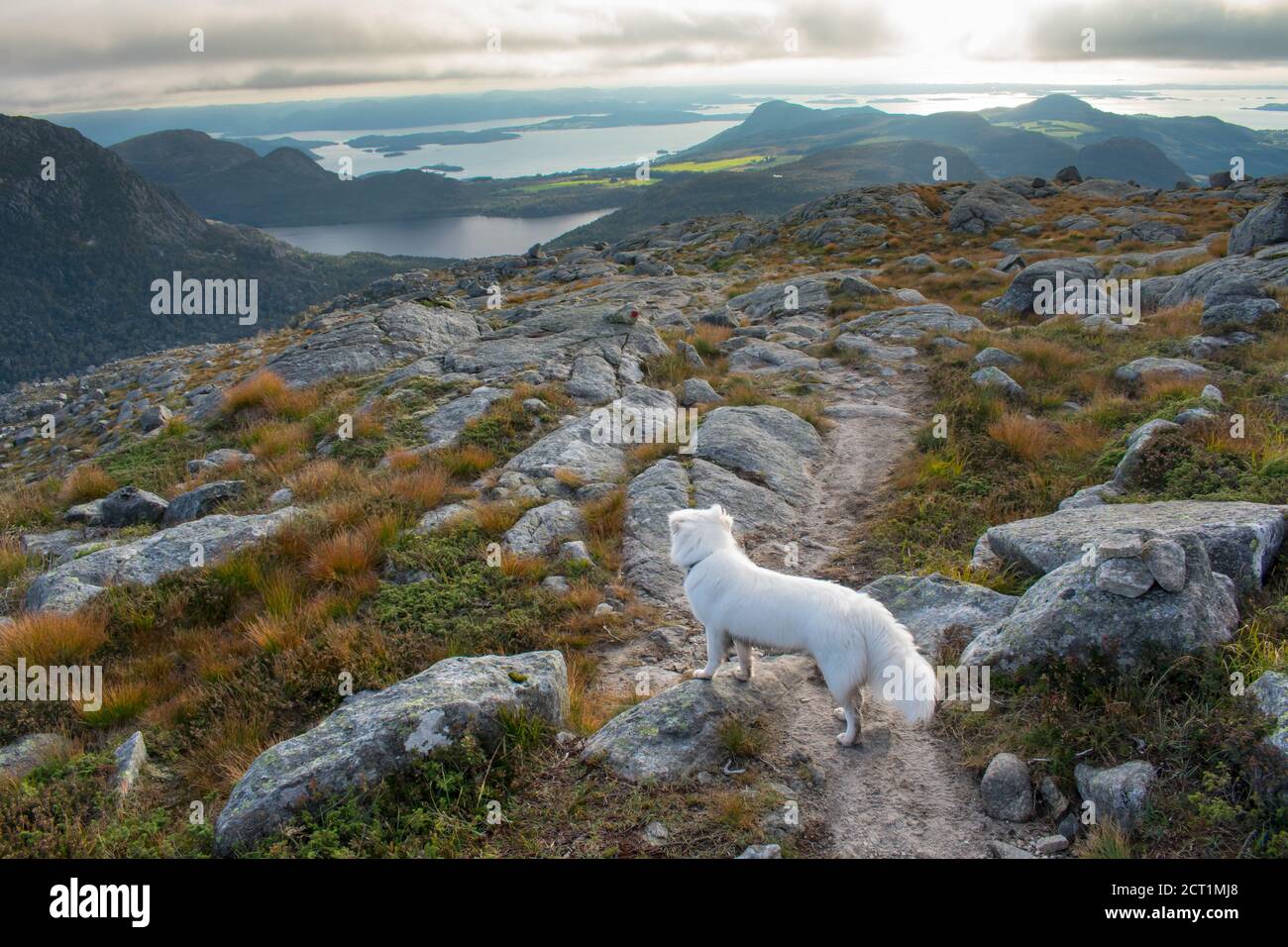 Escursioni con il cane Husky attraverso l'Europa Sentiero escursionistico vicino Stavanger Norvegia Foto Stock