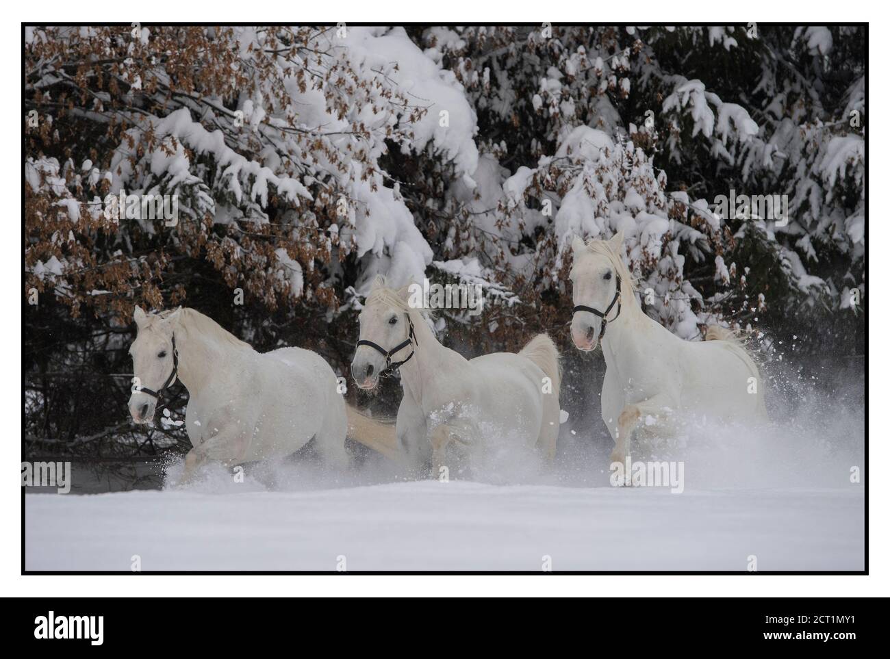 I cavalli Lipizzaner dell'Hotel Stanglwirt in Going am Wilder Kaiser, Austria. Foto Stock