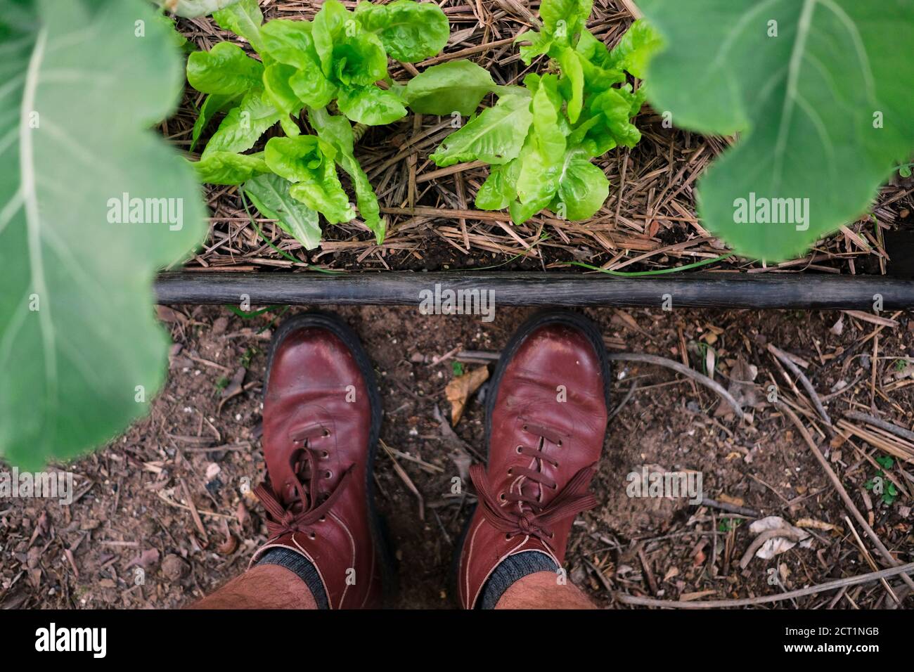 Uomo che indossa scarpe intelligenti marroni che guarda verso il basso le sue verdure fatte in casa. Foto Stock