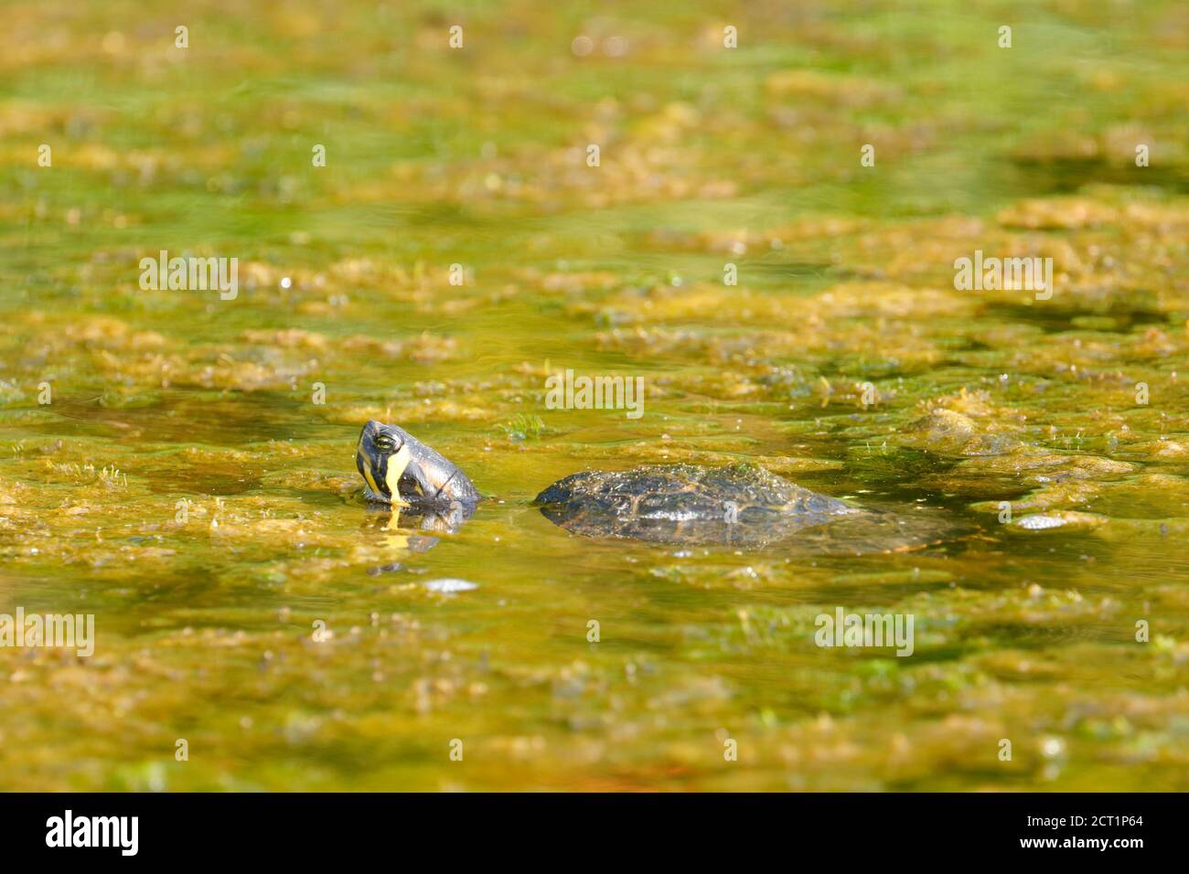 Un Terrapin giallo (Trademys scripta scripta) al Temple Newsam di Leeds, Regno Unito. Forse rilasciato come animale domestico indesiderato. Foto Stock