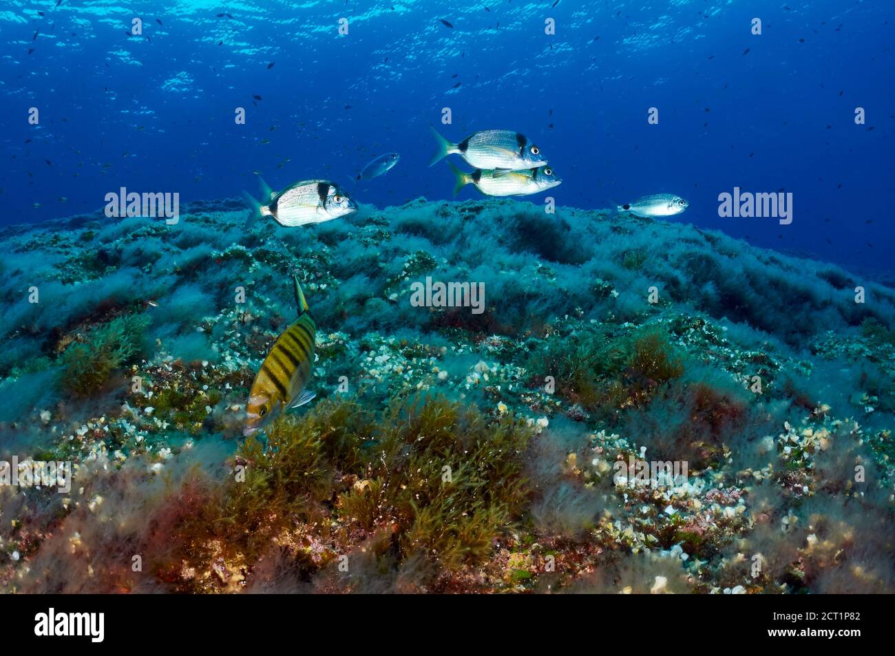 Paesaggio sottomarino con pesci Sparidae (Diplodus vulgaris,Diplodus argus,Oblada melanura) (es Vedrá, Ibiza, Isole Baleari, Mar Mediterraneo, Spagna) Foto Stock