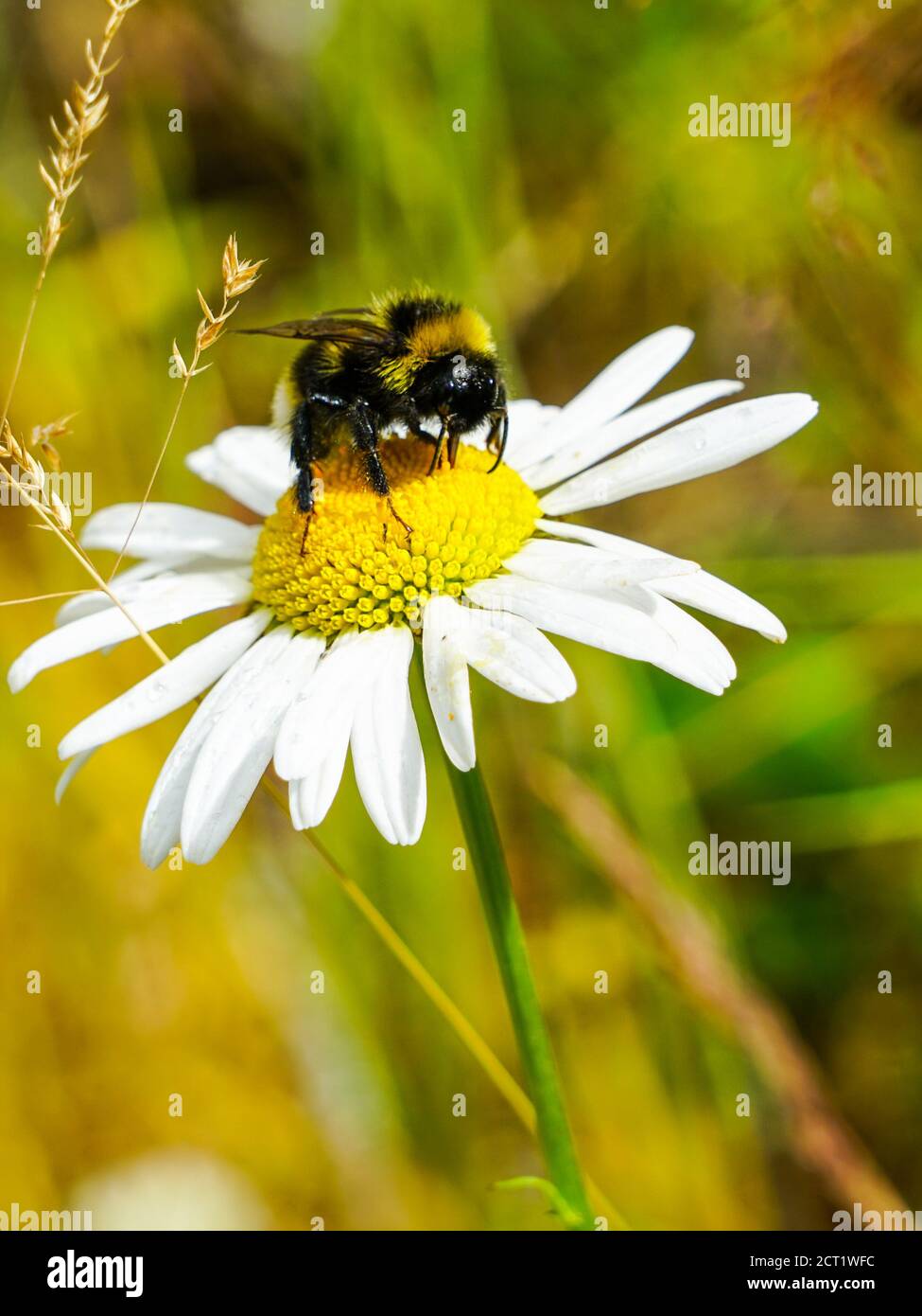 l'ape bumble succhia il nettare del fiore dalle margherite Foto Stock