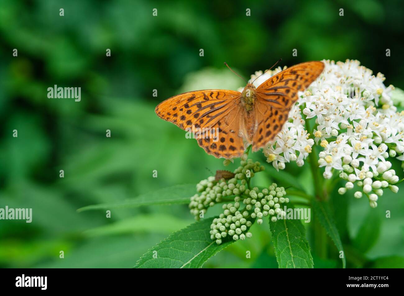 Arancio marrone farfalla friabile, Argynnis pafia seduta su un fiore bianco. Messa a fuoco selettiva con sfondo verde sfocato Foto Stock