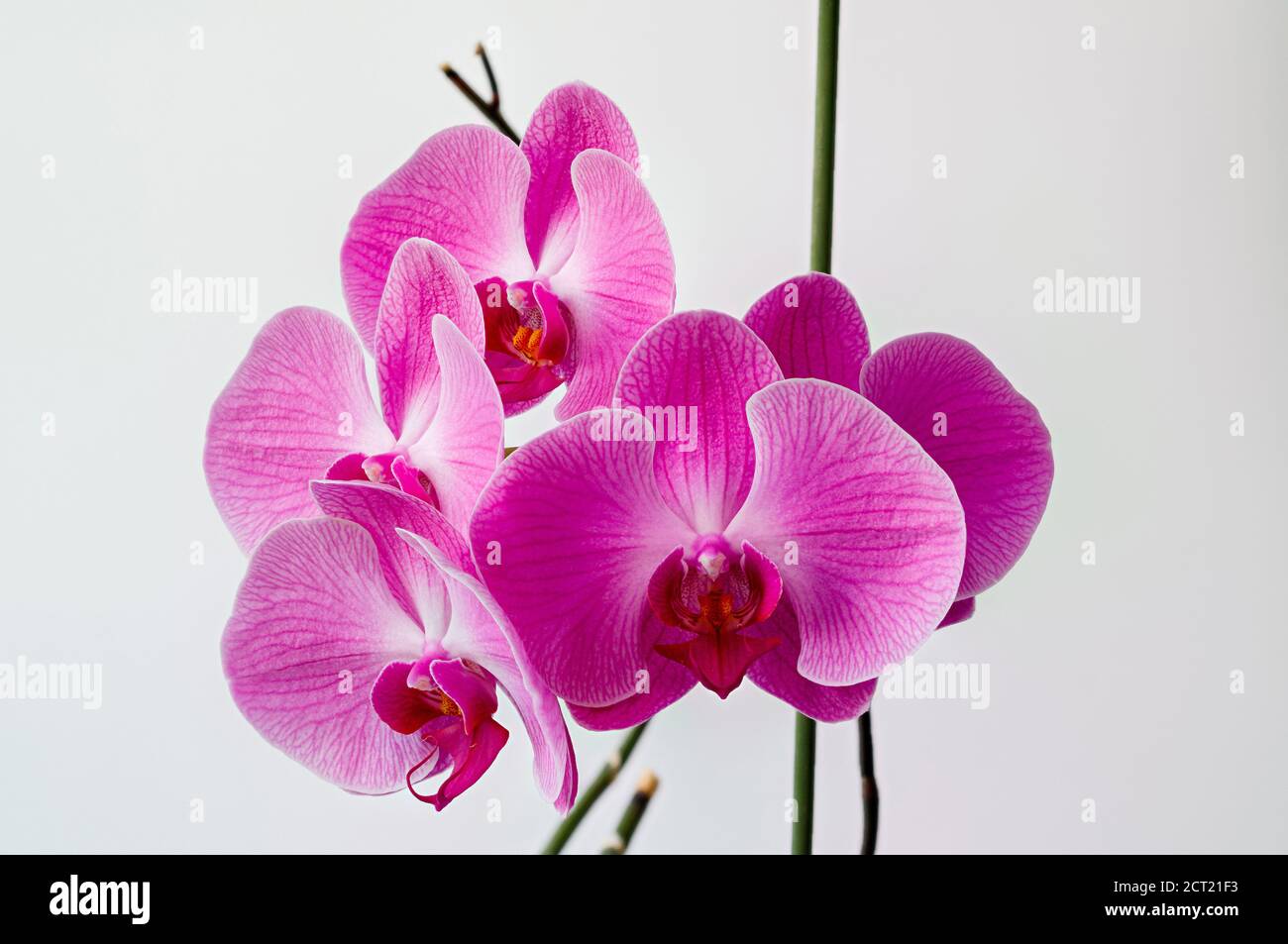 Un orchidea Phalaenopsis su uno sfondo luminoso, fotografato da vicino, in piena fioritura Foto Stock