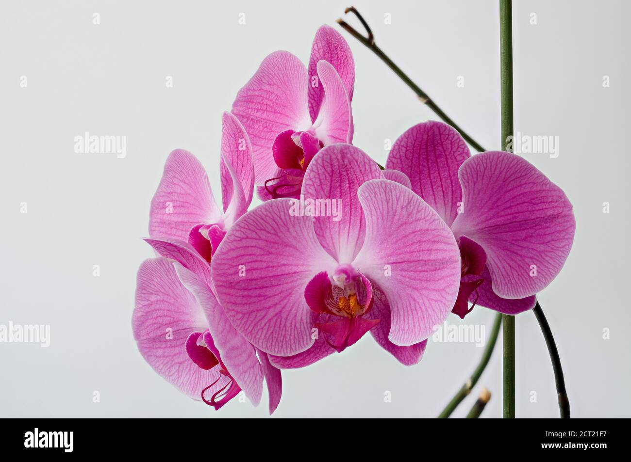 Un orchidea Phalaenopsis su uno sfondo luminoso, fotografato da vicino, in piena fioritura Foto Stock
