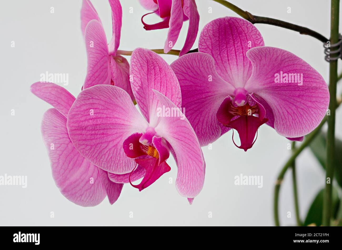 Un orchidea Phalaenopsis su uno sfondo luminoso, fotografato da vicino, in piena fioritura Foto Stock