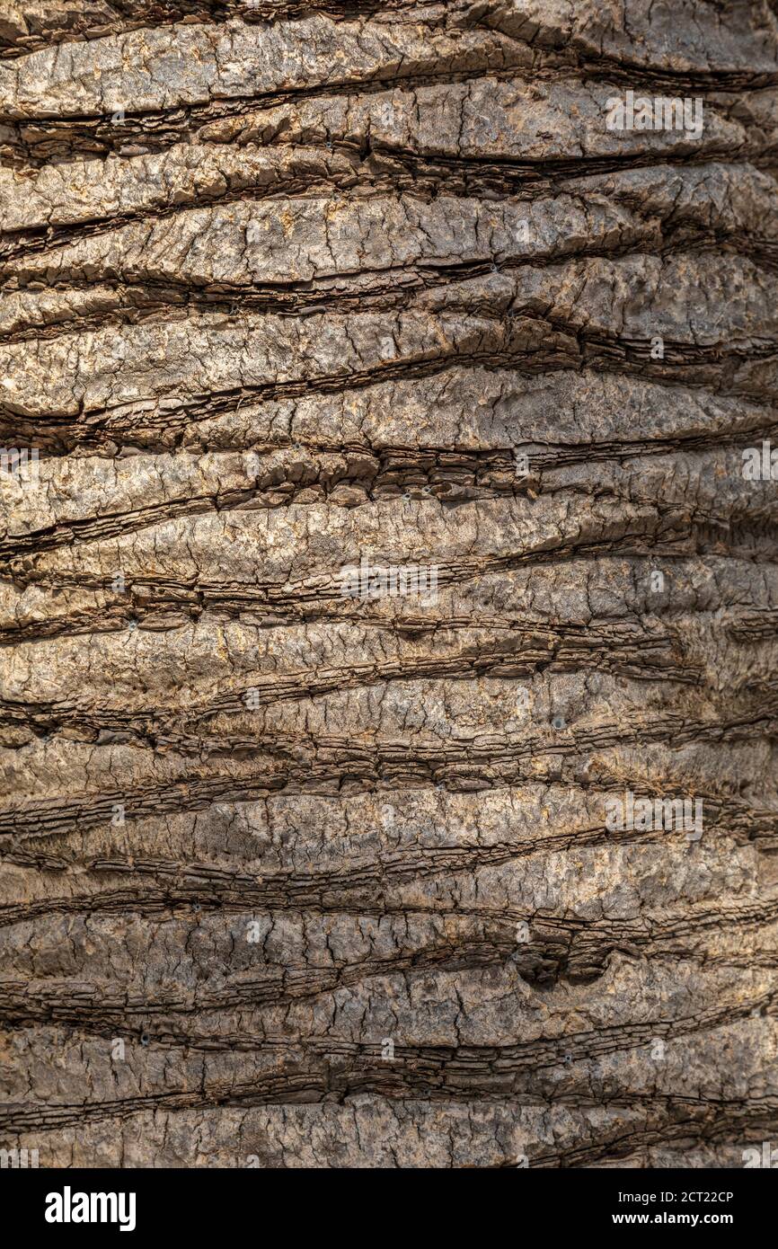 Vista ravvicinata della corteccia delle palme, struttura naturale. Foto Stock