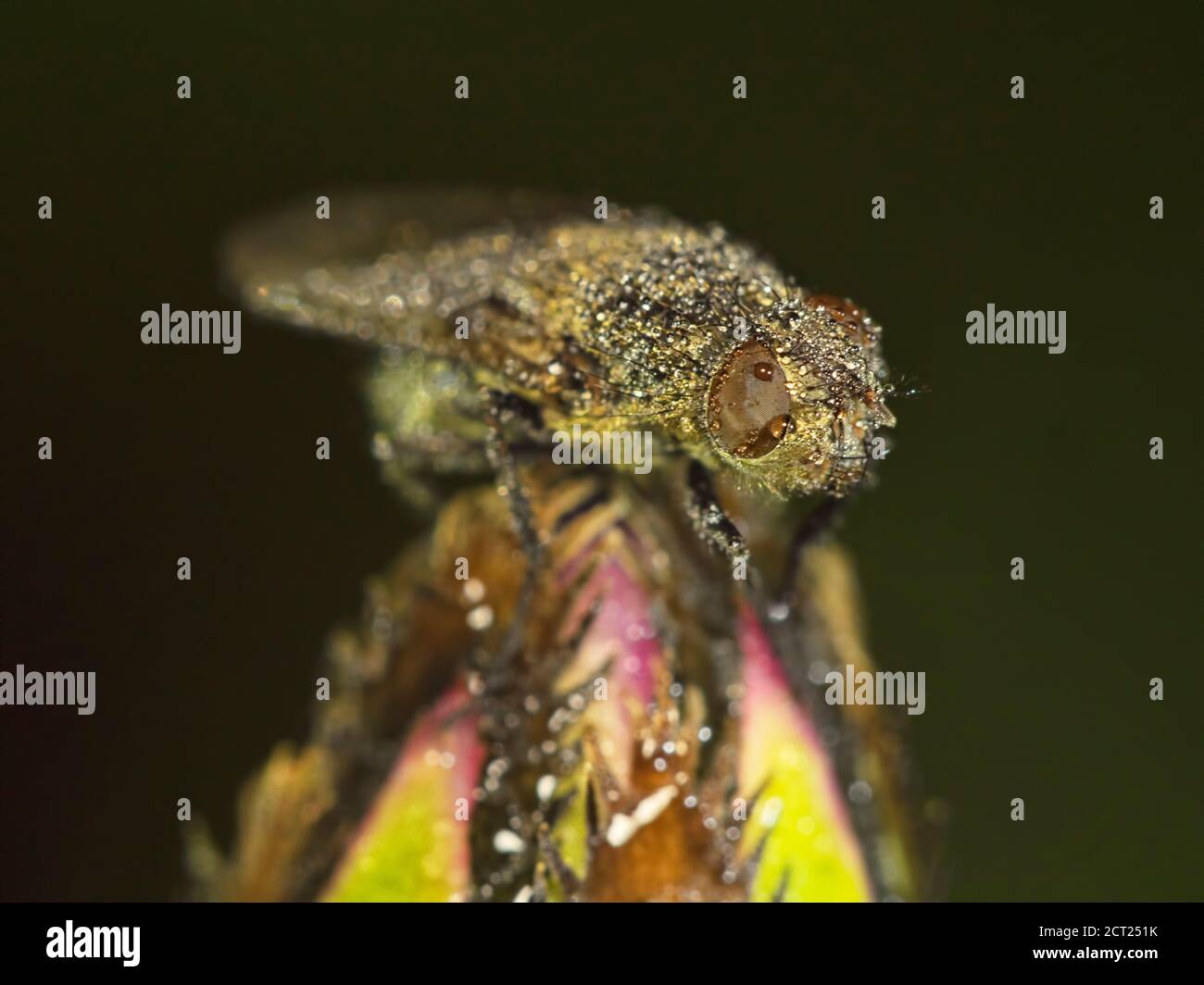 Macro primo piano di una mosca seduta sulla cima di un bocciolo di fiori sotto la pioggia con gocce d'acqua. Foto Stock