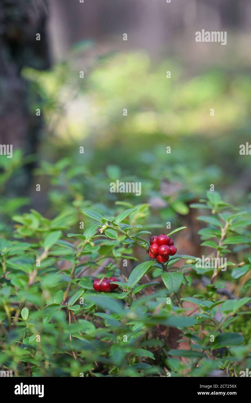 Chiocciole di bacche rosse (Vaccinium vitis-idaea) con foglie in una foresta. Sfondo naturale. Il lingonberry rosso maturo, il partridgeberry, o il cowberry si sviluppa Foto Stock