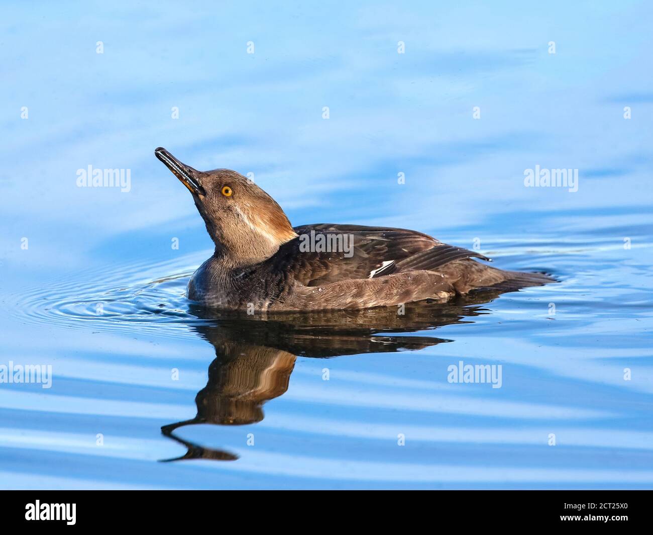 Un drake di Merganser Hooded, un maschio immaturo, alza la sua fattura mentre inghiottì una bevanda di acqua. Foto Stock