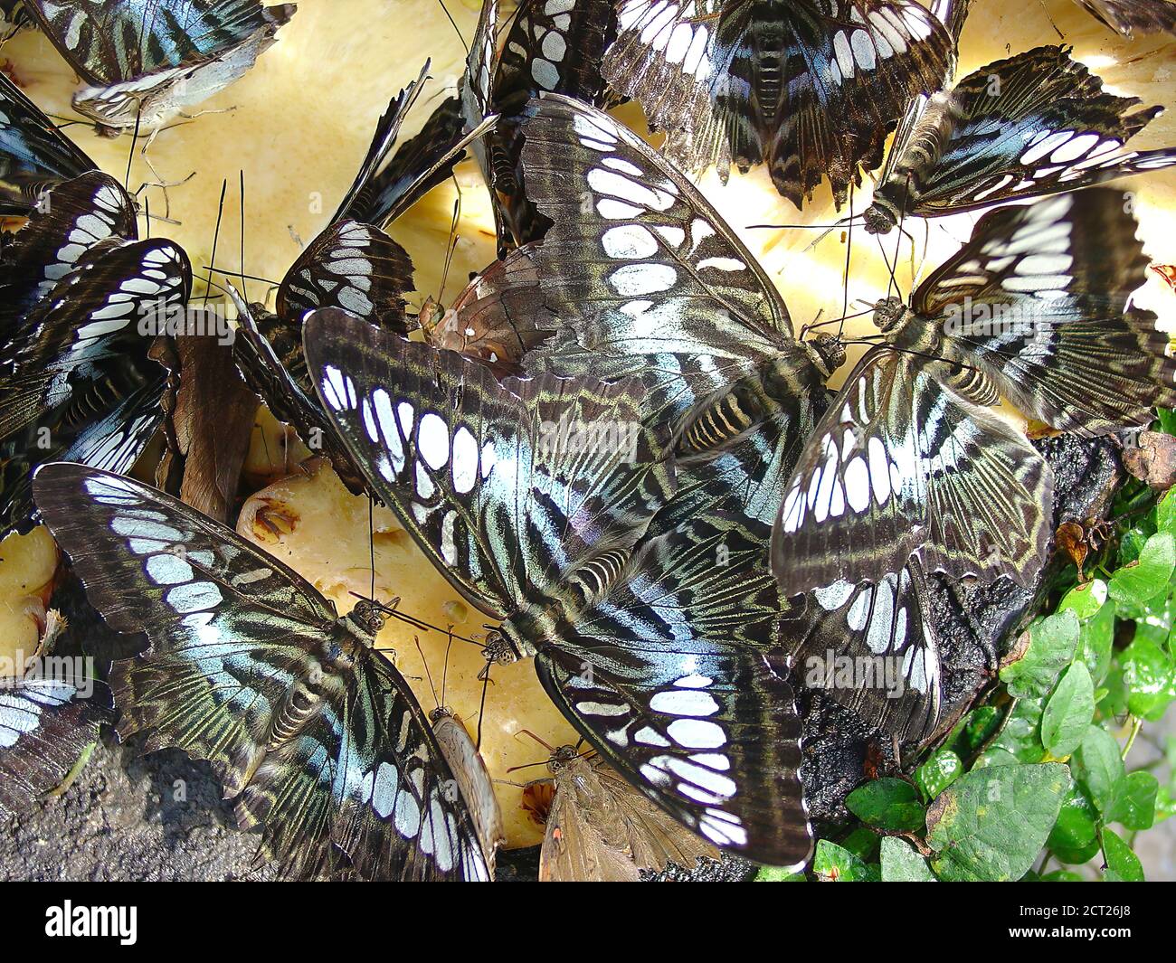 Penang Malesia farfalla colorata il comune Jay Graphium Doson Foto Stock