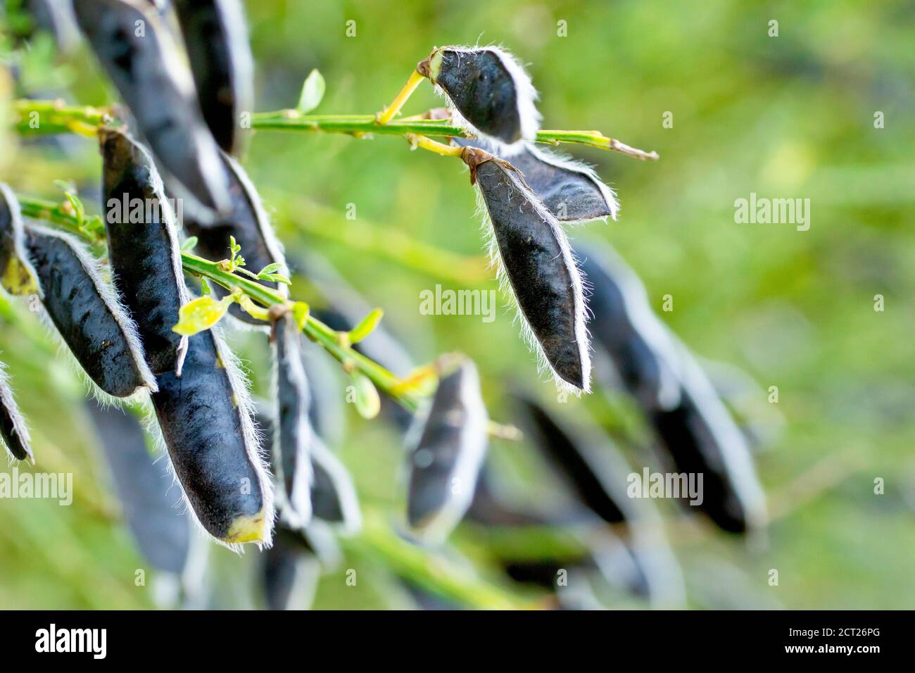 Scopa (cytisus scoparius), primo piano che mostra alcuni dei baccelli di  semi neri maturi della pianta Foto stock - Alamy