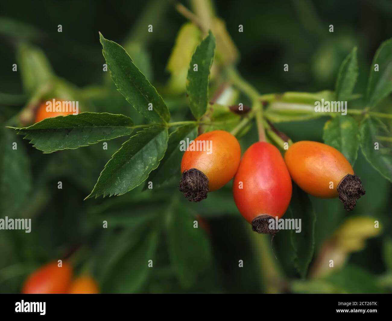 Macro di rosehips maturi su un albero Foto Stock