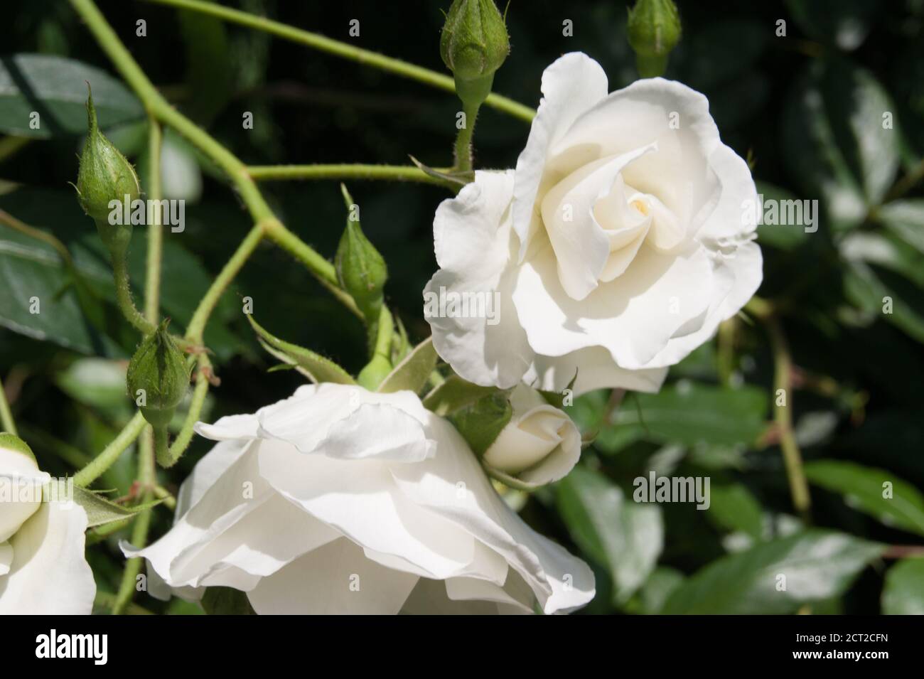 Rosa chinensis la Cina o rosa bengala Foto Stock