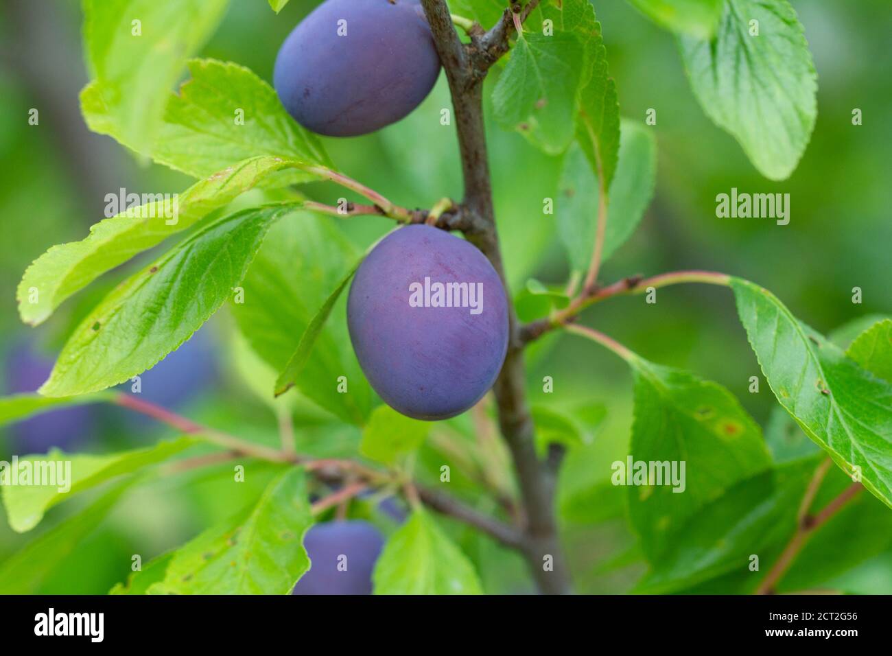 closeup di prugne mature che crescono sul ramo dell'albero Foto Stock