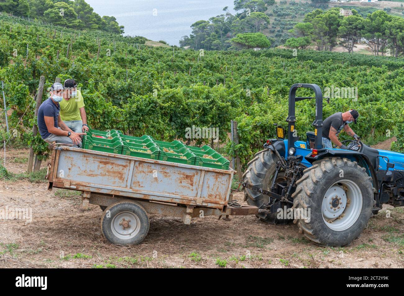 Detenuti che lavorano in vigna, prigione di Gorgona, Toscana, Italia Foto Stock