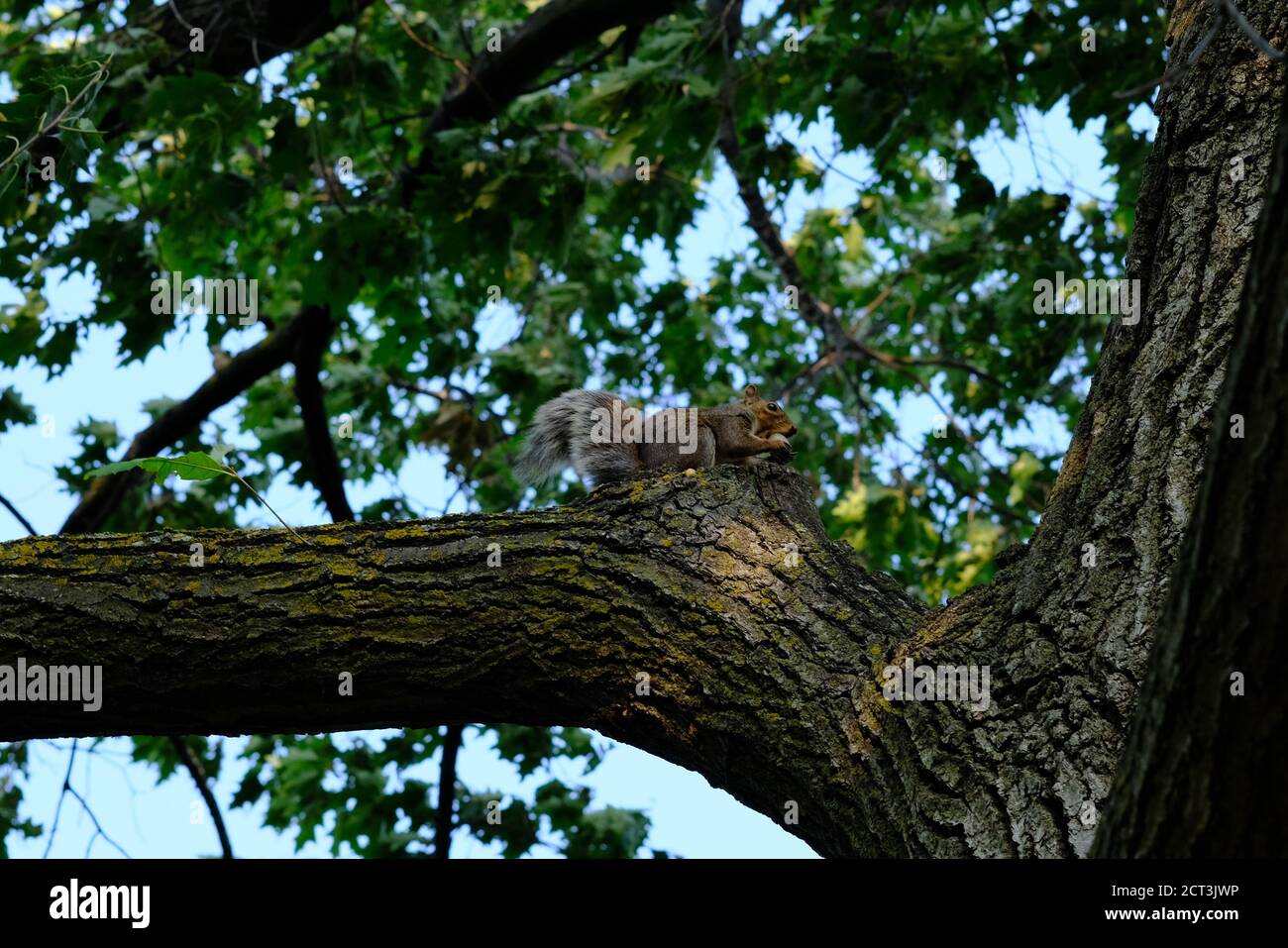 Scoiattolo grigio orientale (Sciurus carolinensis) in un albero che mangia una noce. Ottawa, Ontario, Canada. Foto Stock