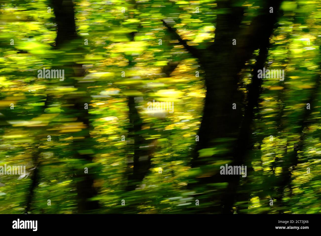 Foglie di foresta prese da un'auto in movimento a bassa velocità dell'otturatore - verdi e neri sfocati che assomigliano a un dipinto ad acquerello. Quebec, Canada. Foto Stock