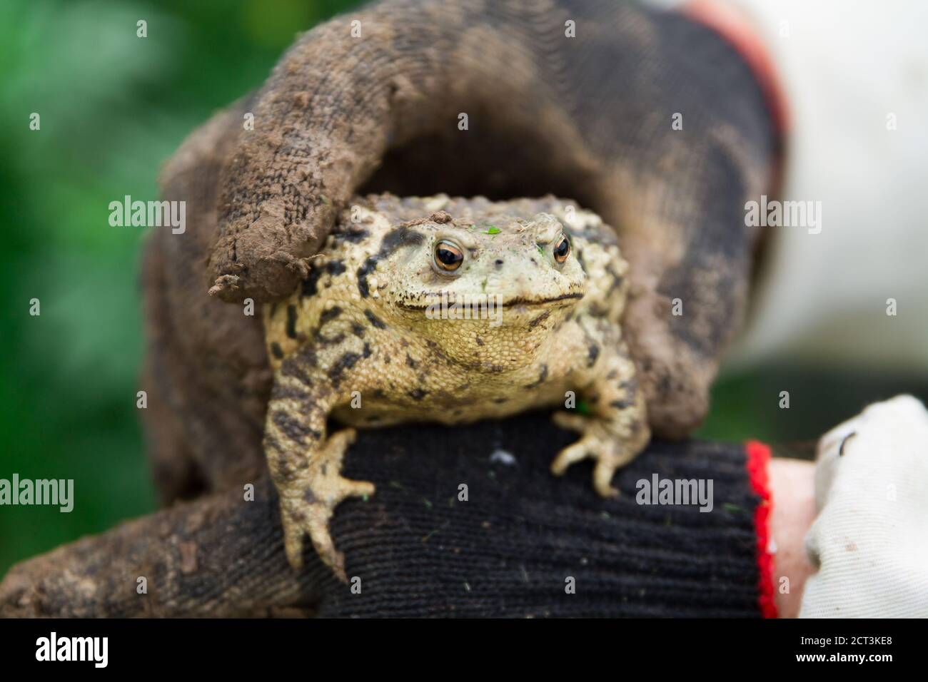 Big Toad seduto nelle mani dell'uomo in guanti neri sporchi Foto Stock