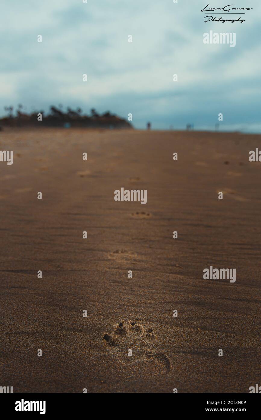 Immagine verticale di impronte di animali su una sabbia Foto Stock