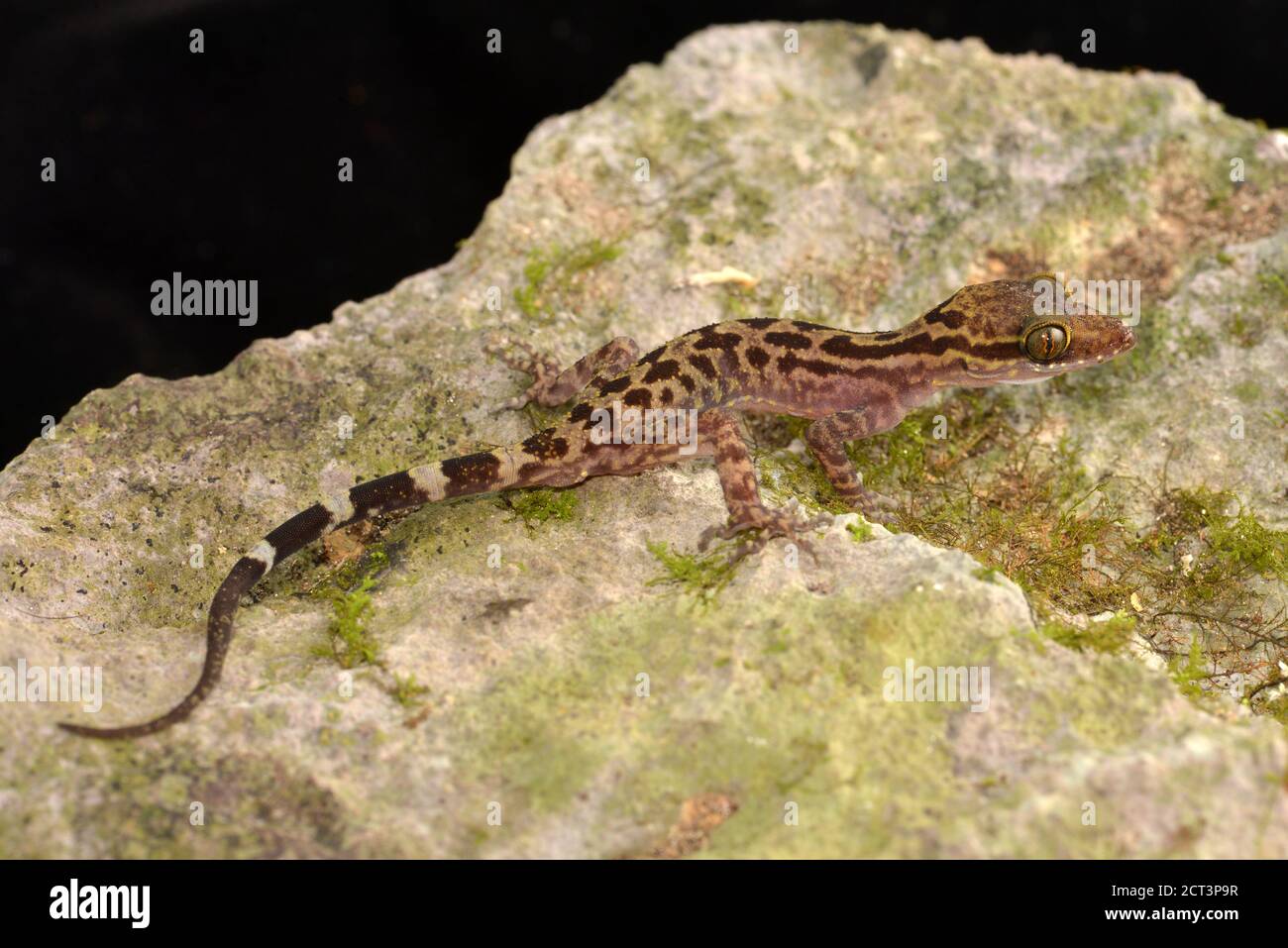 Gecko a punta piegata scanalata Foto Stock