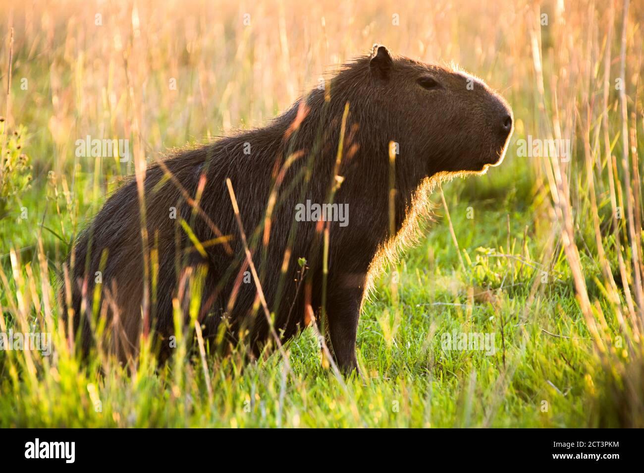 Silhouette di Capybara (Hydrochoerus hydrochaeris), le paludi di Ibera (Esteros del Ibera), una zona paludosa della provincia di Corrientes, Argentina, Sud America Foto Stock