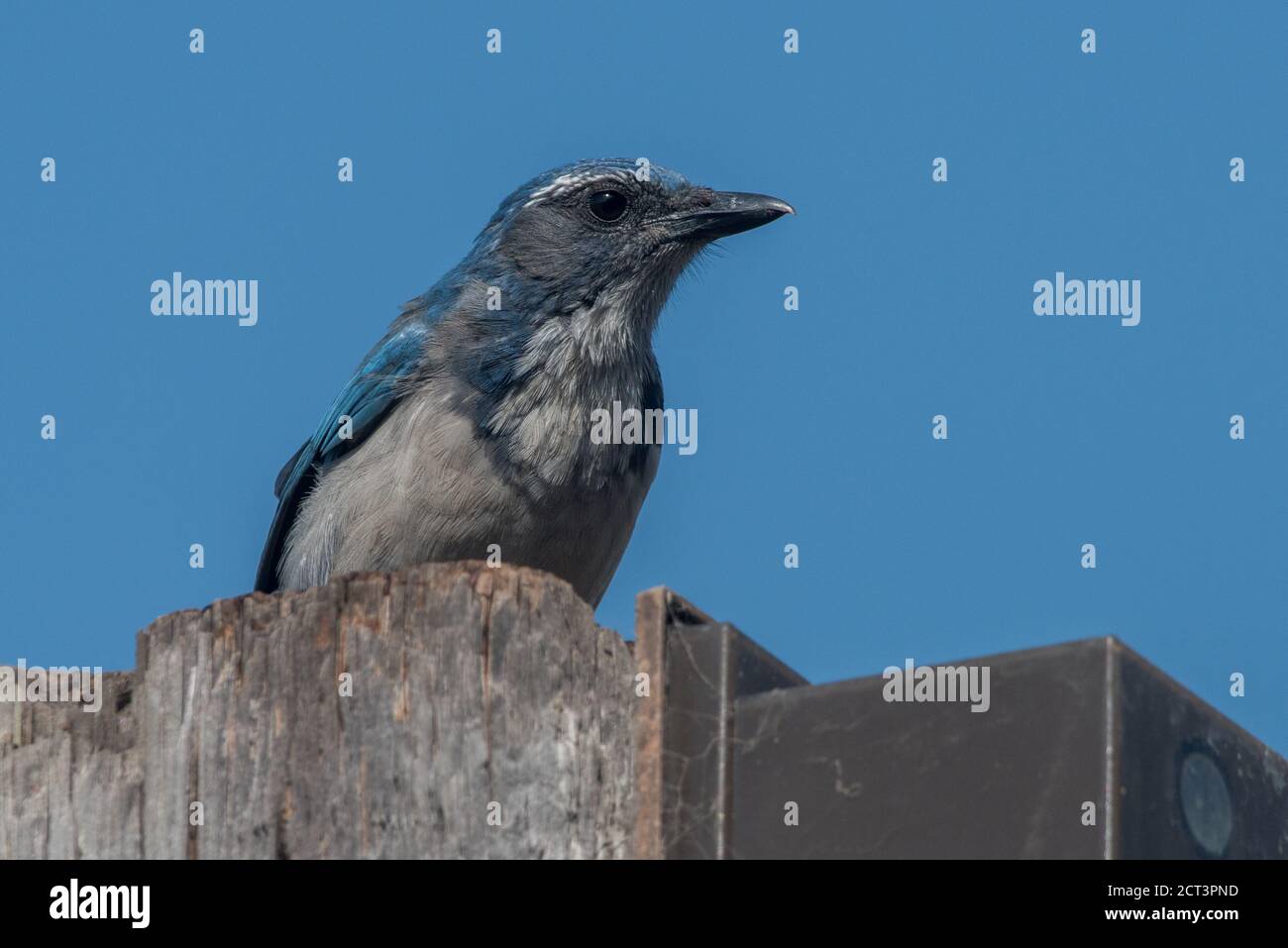 La giara di scrub della California (Aphelocoma californica) una specie di uccelli comunemente incontrata sulla costa occidentale degli Stati Uniti. Foto Stock