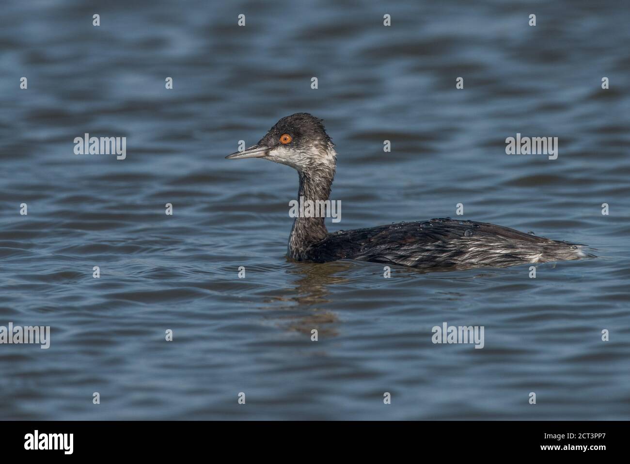 Un grebe allevato (Podiceps nigricollis) dal Don Edwards San Francisco Bay National Wildlife Refuge. Foto Stock