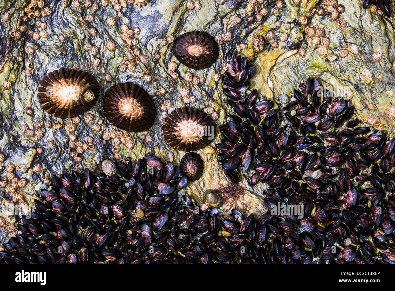 Cozze e limpet su rocce nel Parco Nazionale Tierra del Fuego, Ushuaia, Patagonia, Argentina, Sud America, sfondo con spazio per la copia Foto Stock