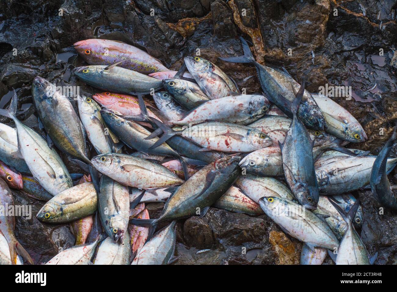 Industria di pesca los roques venezuela Foto Stock