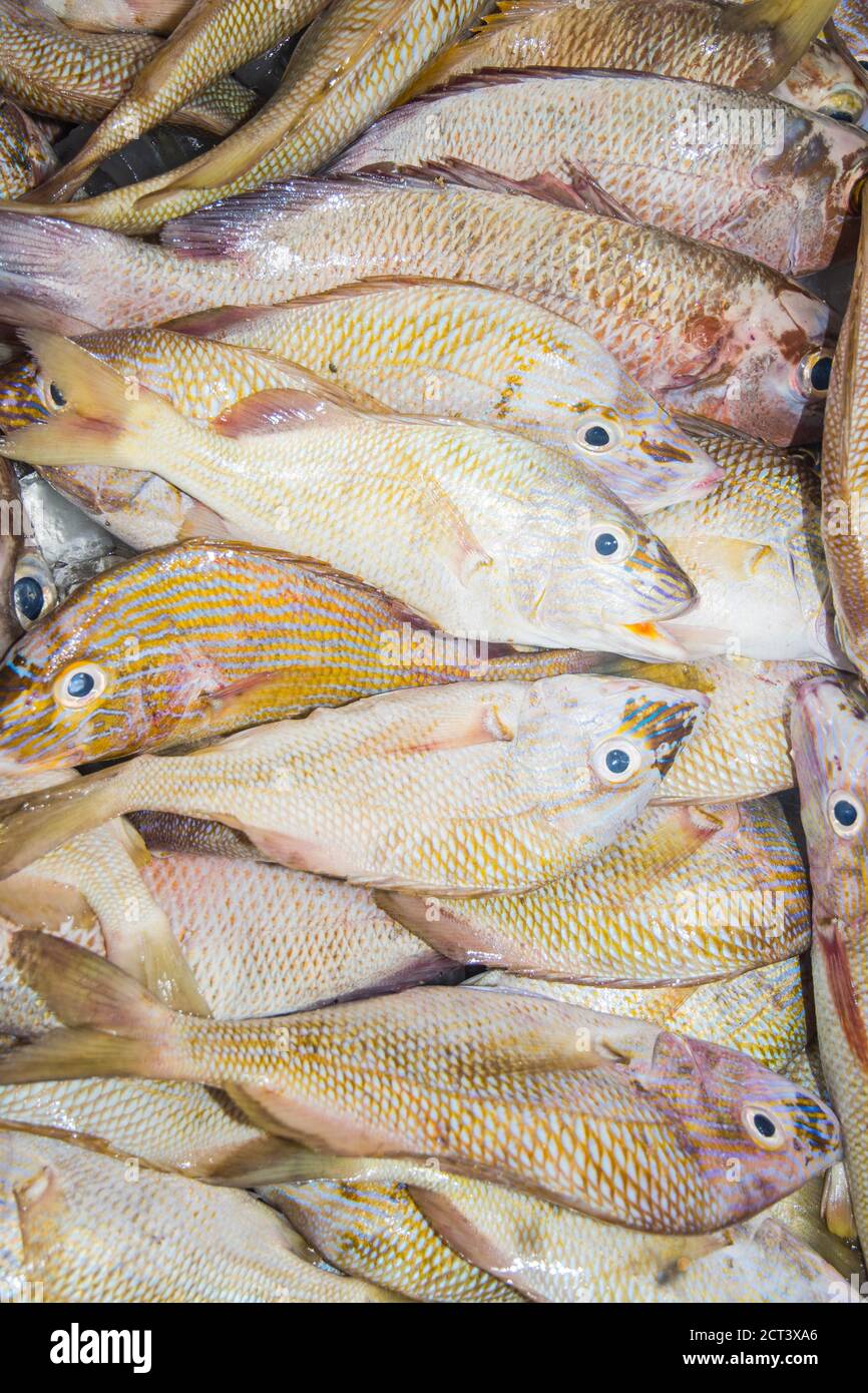 Industria di pesca los roques venezuela Foto Stock