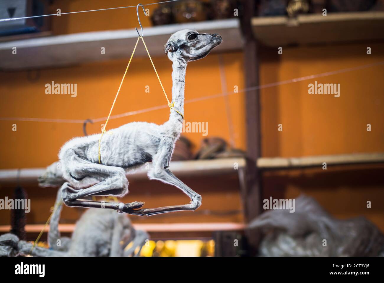 Lama secca Phoetus, mercato delle streghe (Mercado de Hechiceria o Mercado de las Brujas), la Paz, Dipartimento di la Paz, Bolivia, Sud America Foto Stock